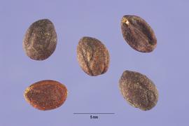   Seeds:   Ligustrum vulgare ; Photo by S. Hurst, USDA-NRCS Plants Database
